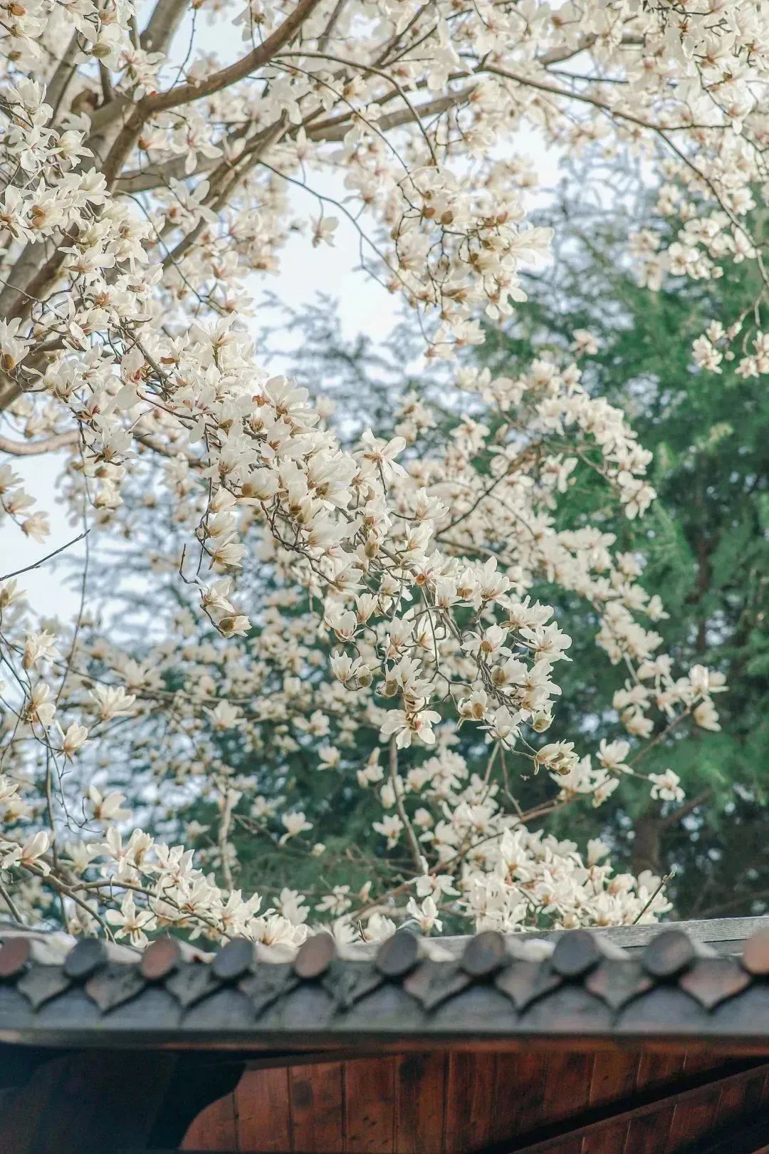 DƬ